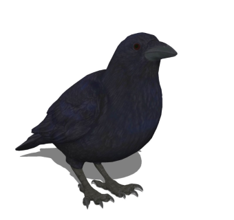 精品动物模型 (21)乌鸦